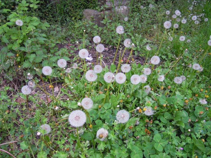 Asteracea da determinare